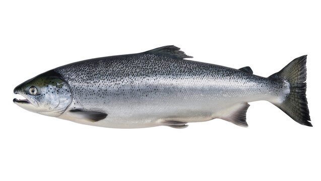 Silver salmon fish with dark spots and fins