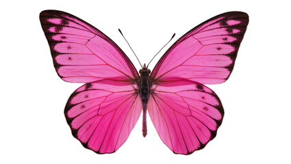 Bright pink butterfly with black markings on wings © darietta