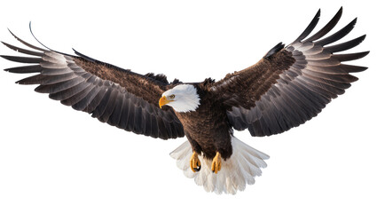 Obraz premium Bald eagle with wings spread wide in flight