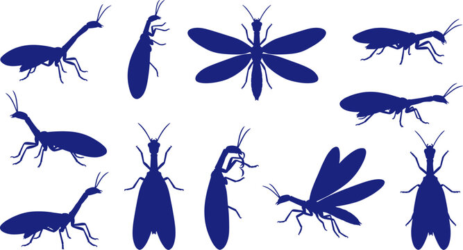 Snakefly insect silhouette bundle featuring predatory bugs with elongated necks on white Collection