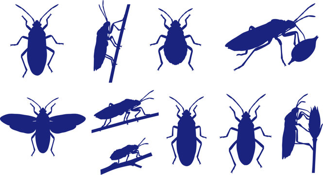 True bug silhouette variety set featuring different hemiptera insects in crawling poses Collection