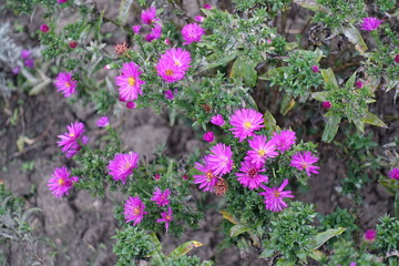 Fototapeta premium Magenta colored flowers of Michaelmas daisies in September