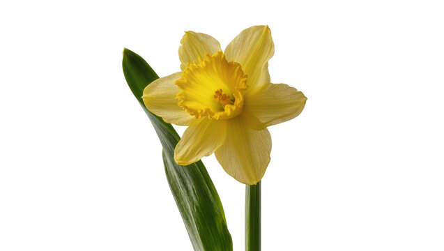 Yellow daffodil flower with green leaf