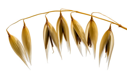 Obraz premium Oat grains on stalk close-up golden yellow, detailed texture