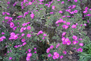 Obraz premium Magenta colored flowers of Michaelmas daisies in September