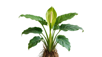 Obraz premium Spathiphyllum plant with green leaves and white flower spadix