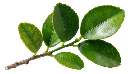 Fototapeta premium Green citrus leaves on branch with textured surface