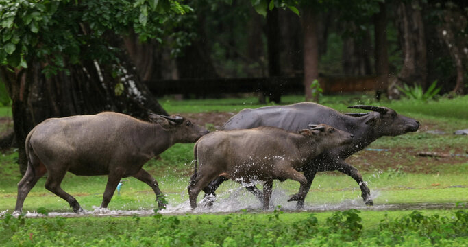 Water buffalo (Bubalus bubalis) running and splashing through water in a green field during rain, domestic water buffalo herd movement in tropical environment.
