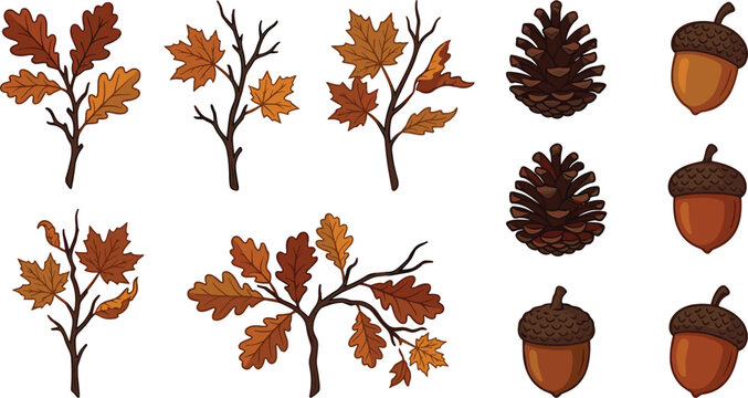 Autumn vector element collection with oak leaves maple branches acorns and pineconesAutumn vector element collection with oak leaves maple branches acorns and pinecones