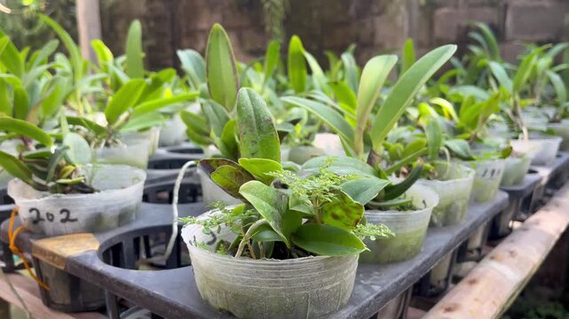 Beautiful blooming foxtail orchid Rhynchostylis retusa on a horizontal branch with lush green background