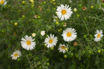 Fototapeta premium White flowers and buds of Michaelmas daisies in September
