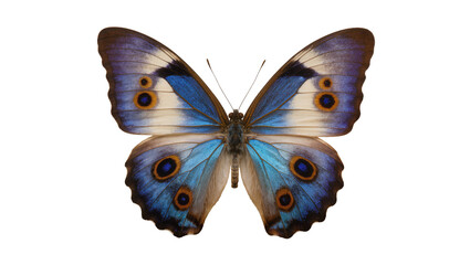 Blue morpho butterfly with eye spots on wings © Clementine