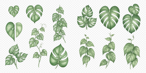 Set of tropical leaves and vines, including Monstera, Philodendron, and Pothos, in watercolor style. © Ytaja