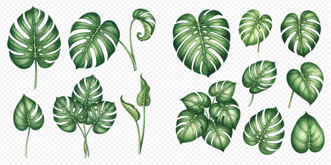 Set of tropical monstera leaves, botanical illustrations for exotic plant designs and backgrounds. © Ytaja