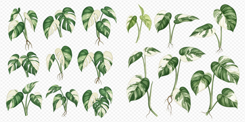 Set of watercolor variegated Monstera plant cuttings with roots, perfect for botanical illustrations and gardening designs. © Ytaja