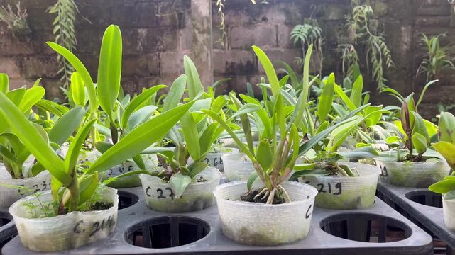 Beautiful blooming foxtail orchid Rhynchostylis retusa on a horizontal branch with lush green background
