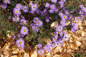 Fallen leaves and violet flowers of Michaelmas daisies in mid October © Anna