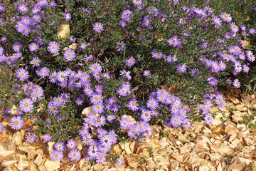 Dead leaves and violet flowers of Michaelmas daisies in mid October © Anna