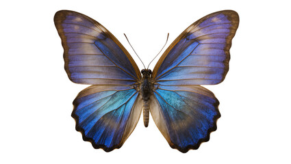 Blue Morpho Butterfly with Iridescent Wings © Clementine