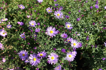 Couple of violet flowers of Michaelmas daisies in October © Anna