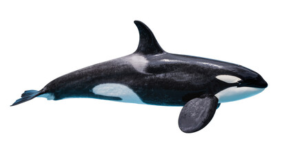 Orca whale swimming, black and white marine mammal © Clementine