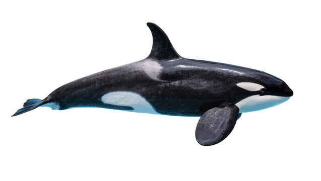 Orca whale swimming, black and white marine mammal