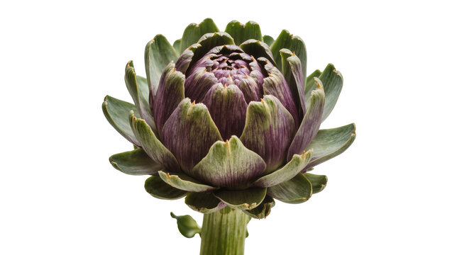 Fresh green artichoke with purple tips and thick stem