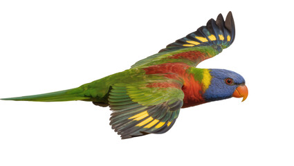 Fototapeta premium Rainbow Lorikeet parrot bird flying with colorful feathers
