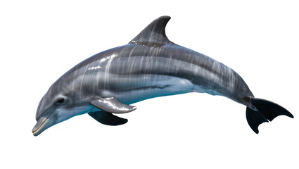 Fototapeta premium Gray dolphin with dark stripes swimming