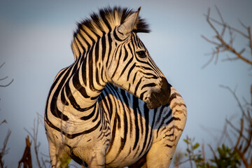 Close up zebra © Hayley