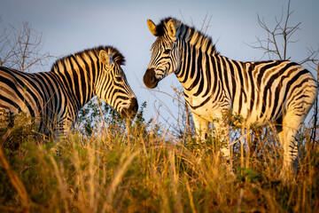 Close up zebra © Hayley