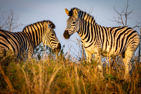 Close up zebra
