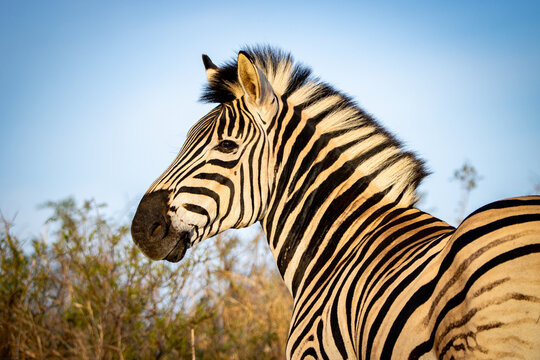Close up zebra