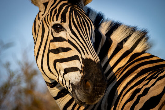 Close up zebra