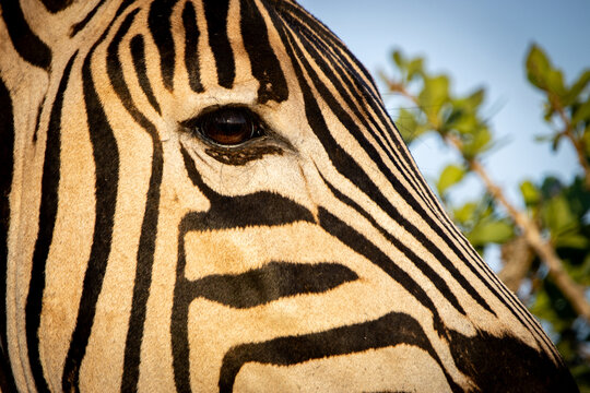 Close up of a Zebras eye and head
