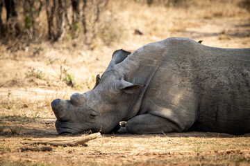 White rhino resting in the shade, de-horned © Hayley