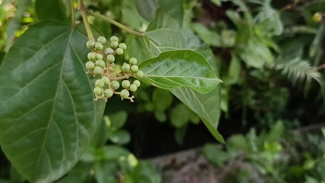 Young Premna Serratifolia Fruit Cluster on Tree
