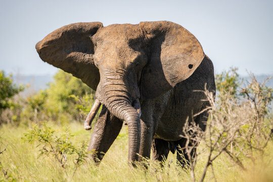 Elelphant resting its trunk on its tusks