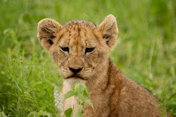 camera facing portrait of a lion cub © Hayley