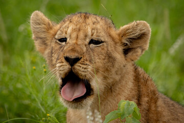 camera facing portrait of a lion cub yawning © Hayley