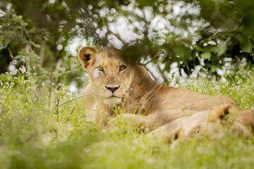 lioness in the grass peering through the bush © Hayley