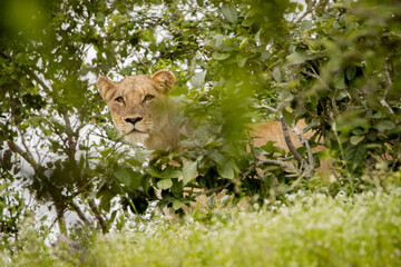 lioness in the grass peering through the bush © Hayley