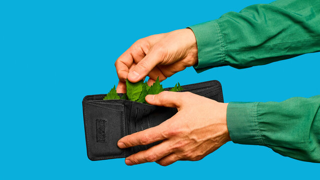 Hands filling black wallet with green leaves on blue background. Concept of green finance, sustainable savings, eco banking and environmental business.