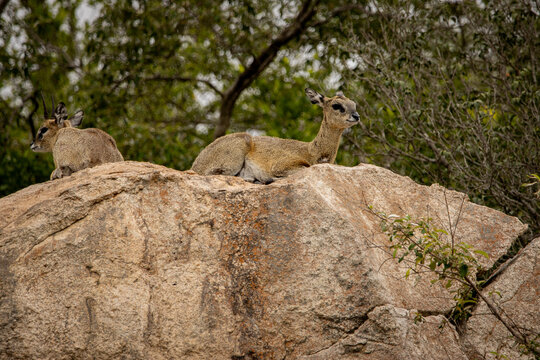Klipspringer on a big boulder