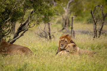 lion and lioness in the grass © Hayley