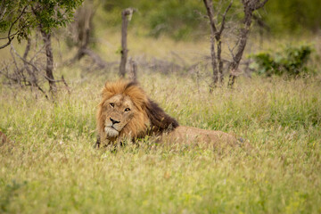 lion in the grass © Hayley