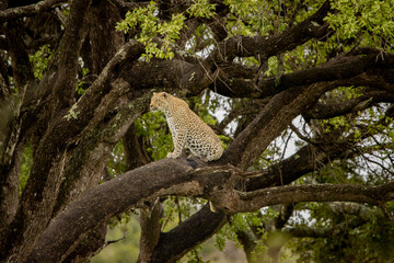 Leopard on a branch © Hayley