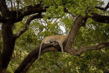 Leopard resting in a tree © Hayley