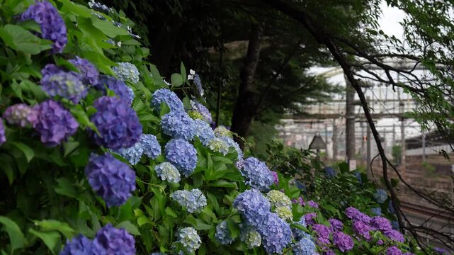 東京都北区飛鳥山公園「飛鳥の小径」にある色鮮やかな紫陽花