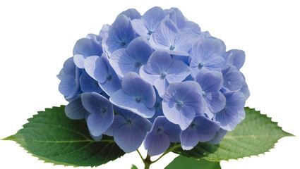 Blue hydrangea flower cluster with green leaves © Aino